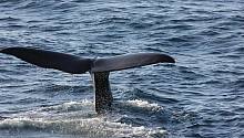 Песни китов как инструмент сейсмической разведки