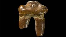 Найден второй зуб, принадлежащий древним тюленям