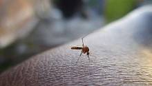 Во Флориде с эпидемией лихорадки Денге борются с помощью генетически изменённых комаров