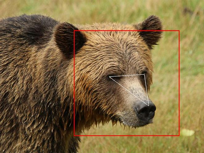 Искусственный интеллект будет заниматься распознаванием морд медведей гризли 