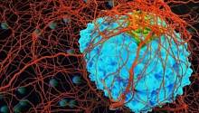 Раковые клетки могут «впадать в спячку», чтобы пережить химиотерапию 