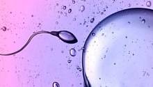Некоторые сперматозоиды могут «отравлять» соперников, чтобы быстрее добираться до яйцеклетки