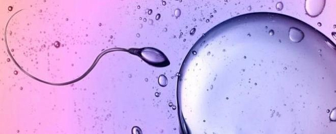 Некоторые сперматозоиды могут «отравлять» соперников, чтобы быстрее добираться до яйцеклетки