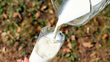 Доказана польза молока для продления жизни
