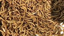 Ученые предложили использовать червей в качестве альтернативного продукта питания