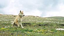 Жизнь в условиях высокогорья превратила гималайского волка в отдельный вид