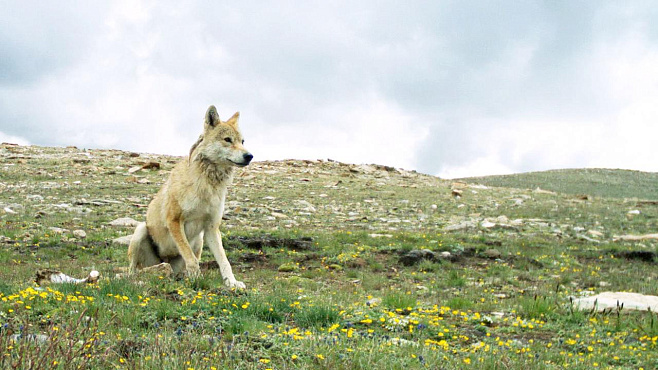 Жизнь в условиях высокогорья превратила гималайского волка в отдельный вид