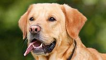 Ученые выяснили, сколько слов и фраз способны понимать собаки разных пород  
