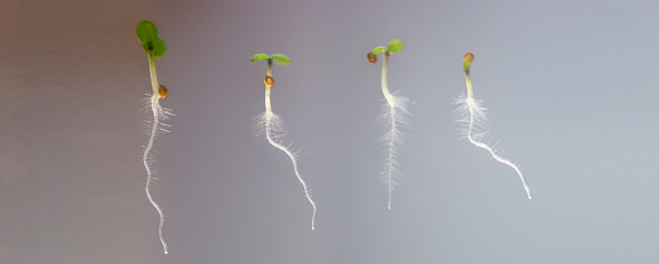Компоненты дыма меняют развитие корней растений