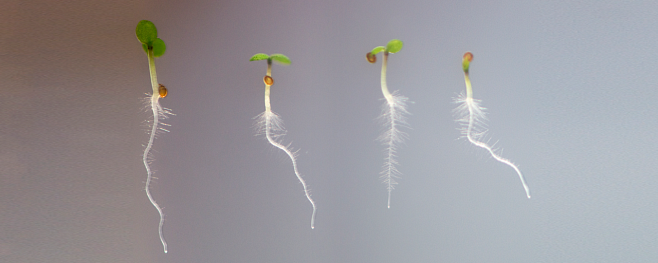 Компоненты дыма меняют развитие корней растений