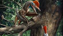 Новый птерозавр оказался первым в истории существом с отстоящим большим пальем