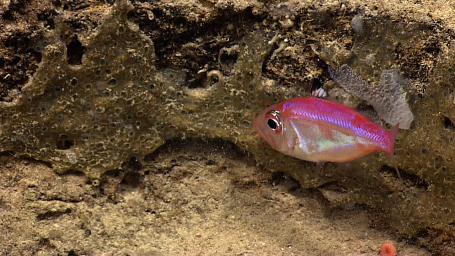 Обнаружена первая глубоководная рыба, вынашивающая потомство во рту