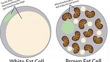 Исследования показали, что замена белого жира на бурый поможет легко сбросить вес 