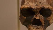 Ученые датировали останки последних Homo erectus