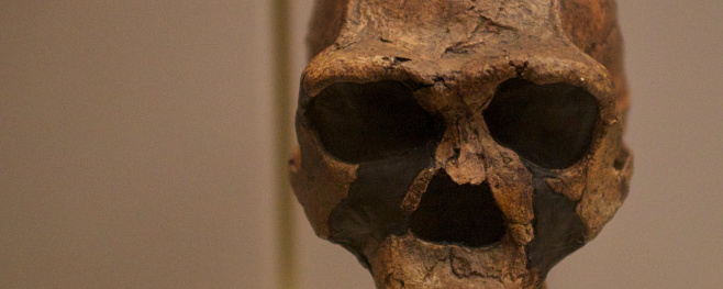 Ученые датировали останки последних Homo erectus