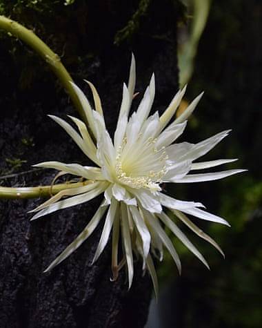 Ботаники затаились в ожидании цветения невероятно редкого кактуса 