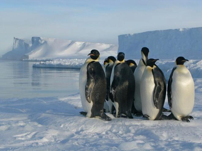 Спутниковые снимки помогли найти новые колонии пингвинов 