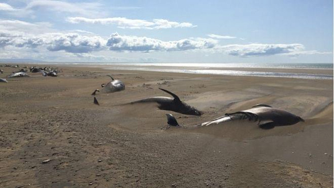 Около сотни мертвых черных дельфинов на берегу Исландии