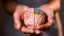 Ученые создадут мозг, обладающий сознанием