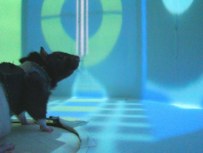 Эксперимент с крысами и виртуальной реальностью помог понять работу гиппокампа