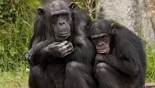 Шимпанзе фактически неотличимы от человека в вопросе дружбы