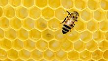 Исследователи научились предсказывать процесс роения медоносных пчел