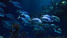 Половые органы рыб растут в условиях повышенного уровня CO2 в воде 