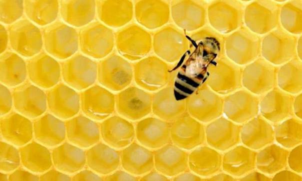 Исследователи научились предсказывать процесс роения медоносных пчел