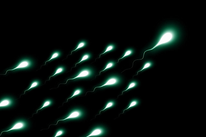 Качество спермы, вероятно, зависит от метаболизма сперматозоидов  