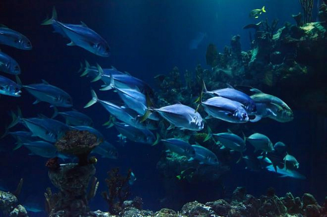 Половые органы рыб растут в условиях повышенного уровня CO2 в воде 