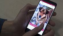 В Латвии выпустили приложение для подбора собак из приютов