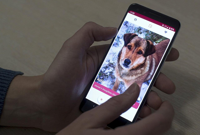 В Латвии выпустили приложение для подбора собак из приютов