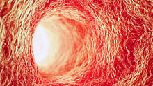 Микроэволюция: в организме людей появилась новая артерия