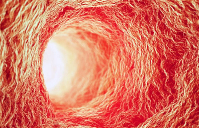 Микроэволюция: в организме людей появилась новая артерия