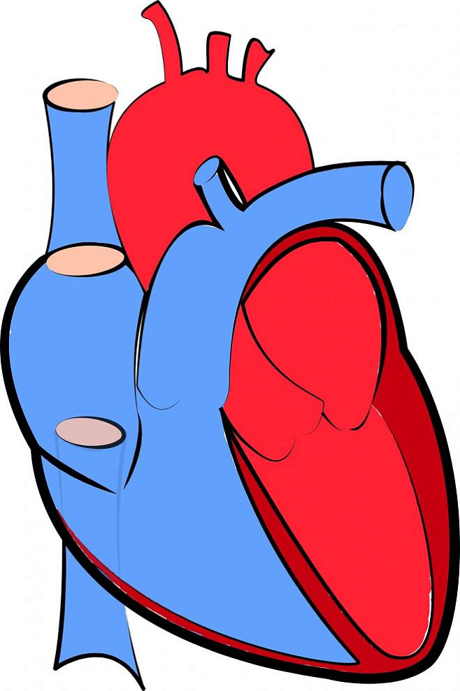Ученые определили причину аномального роста сердца 