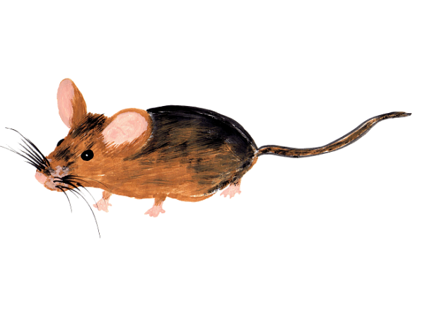 У старых мышей больше новых мутаций 