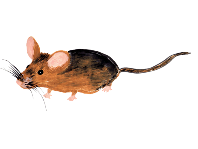 У старых мышей больше новых мутаций 