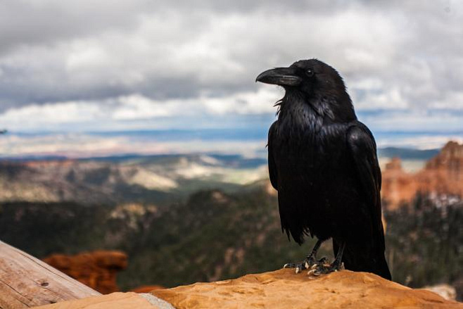 Умные птицы: исследователи доказали, что вороны способны осознанно воспринимать мир