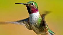 Колибри могут видеть цвета, которые недоступны человеческому глазу