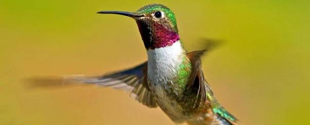 Колибри могут видеть цвета, которые недоступны человеческому глазу