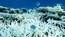Кораллы стали поглощать водоросли, с которыми состояли в симбиозе
