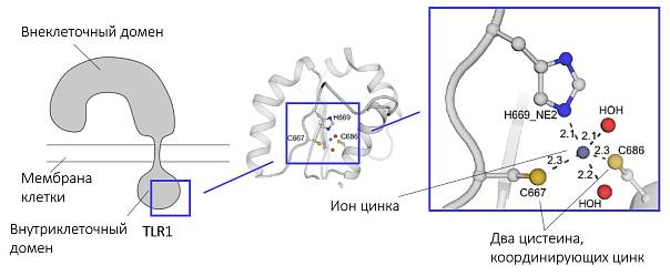 Открыт новый тип связи в структуре рецепторов врождённого иммунитета