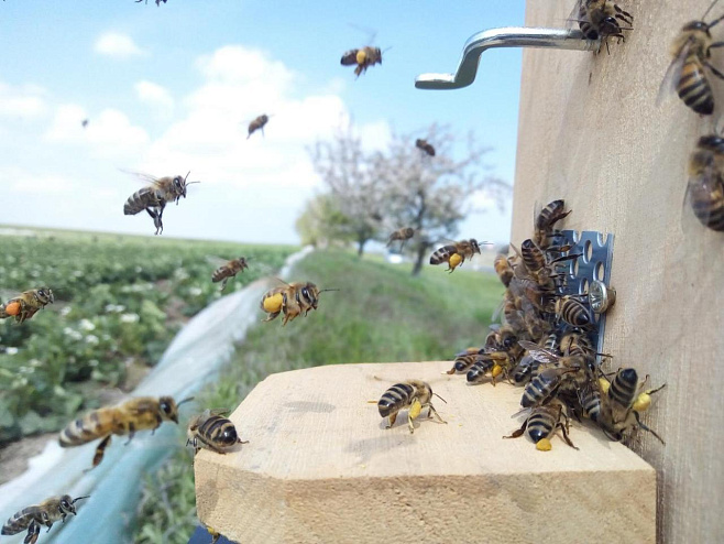 Дикие пчелы предпочитают земляничные поля