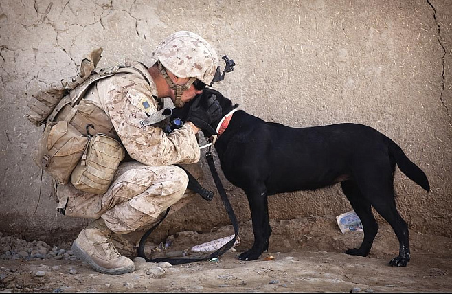 Собаки облегчают медицинскую эвакуацию военных
