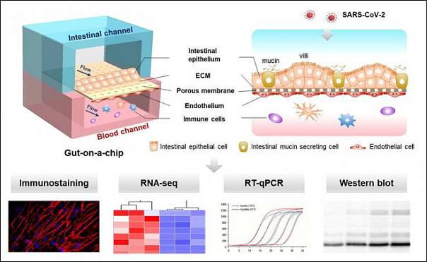 Китайские учёные создали искусственный кишечник: он поможет в изучении COVID-19