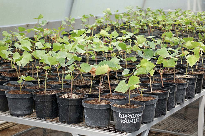 Испытательный участок Ботанического сада НИУ «БелГУ» внесён в Федеральный реестр виноградных насаждений России