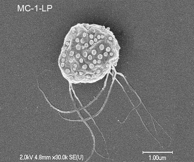 Ученые создали микроскопический двигатель из магнитотактических бактерий