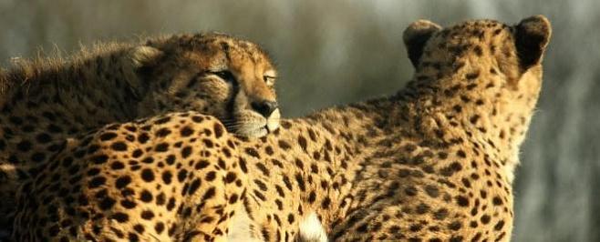 Сахарный гепард, находящийся под угрозой исчезновения, был замечен в Африке впервые за десятилетие