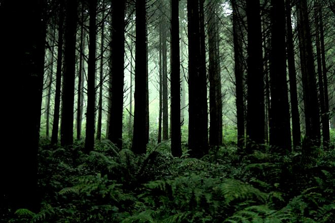 Слишком большое количество CO2 пагубно влияет на леса планеты