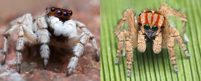 Новые виды пауков-павлинов продолжают находить в Австралии